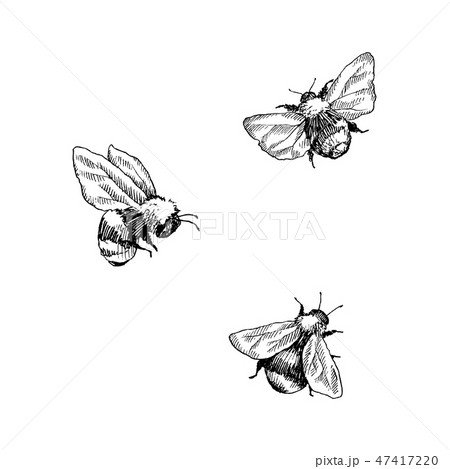 Bumblebee set. Hand drawn vector illustration. Vector drawing of tree honeybee. Hand drawn insect 47417220