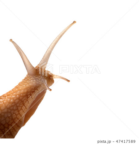 Snail isolated on white background Snail isolated on white background 47417589