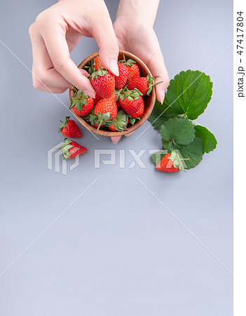イチゴ いちご 苺 47417804