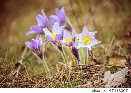 Pasque-flower in nature Pasque-flower in nature 47418067