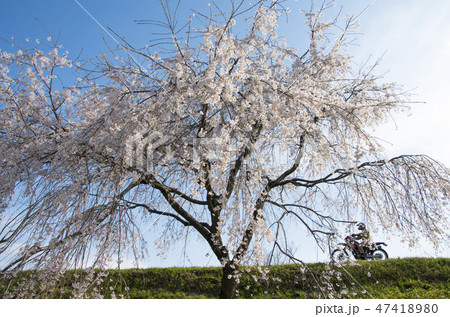 木曽川堤の桜 47418980