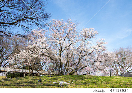 木曽川堤の桜 木曽川堤の桜 47418984