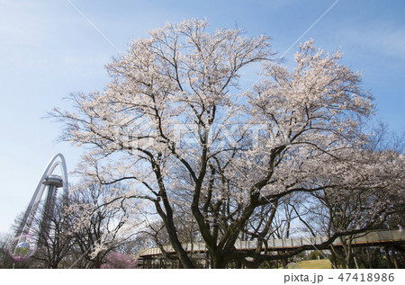 木曽川堤の桜 木曽川堤の桜 47418986