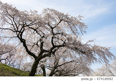 木曽川堤の桜 47418992