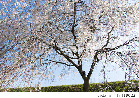 木曽川堤の桜 木曽川堤の桜 47419022