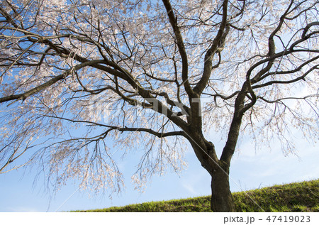 木曽川堤の桜 47419023