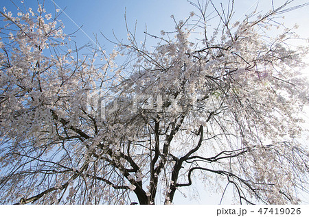 木曽川堤の桜 木曽川堤の桜 47419026