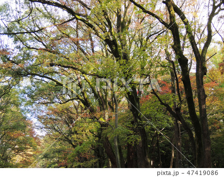 紅葉混じりの森 47419086