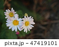 菊の花 47419101