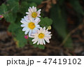 菊の花 47419102