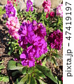 ピンクの花 47419197