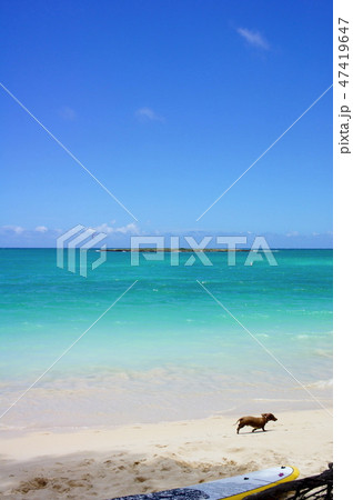 ハワイオアフ島 カイルアビーチで走る犬 ハワイオアフ島 カイルアビーチで走る犬 47419647
