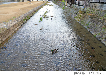 京都、鴨川 京都、鴨川 47419670