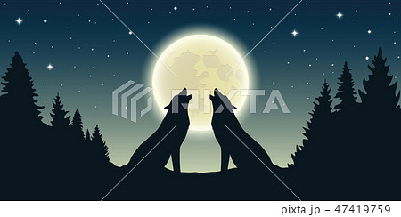 two wolves howl at the full moon in forest landscape two wolves howl at the full moon in forest landscape 47419759