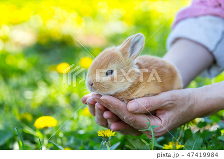 girl and rabbit 47419984