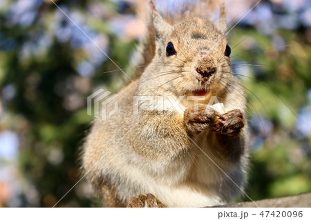 お食事中のニホンリス お食事中のニホンリス 47420096