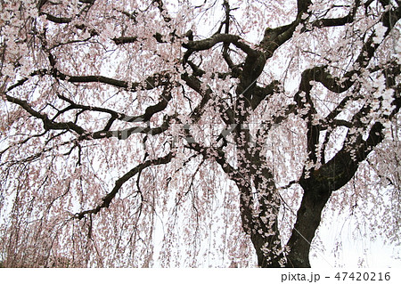 しだれ桜 47420216