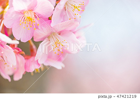 【神奈川県】河津桜 【神奈川県】河津桜 47421219