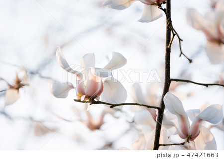 Blooming tree branches. Bloomy magnolia tree with big white flowers. Perfect magnolia flower. 47421663
