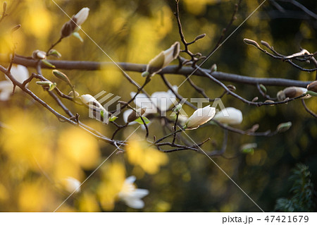 Blooming tree branches. Bloomy magnolia tree with big white flowers. Perfect magnolia flower. Blooming tree branches. Bloomy magnolia tree with big white flowers. Perfect magnolia flower. 47421679