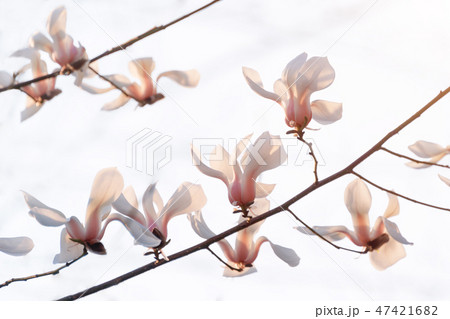 Blooming tree branches. Bloomy magnolia tree with big pink flowers. Perfect magnolia flowers. Spring 47421682