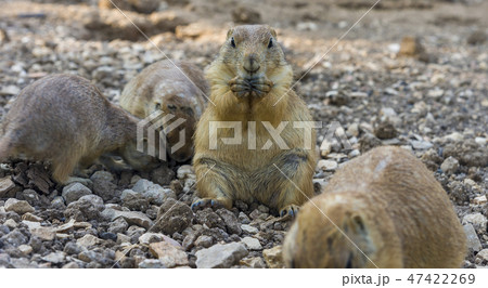 Gopher sitting up and eating gopher folded paws 47422269