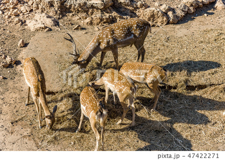 Family of buck also male red deer with female roe Family of buck also male red deer with female roe 47422271
