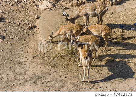 Family of buck also male red deer with female roe, Family of buck also male red deer with female roe, 47422272