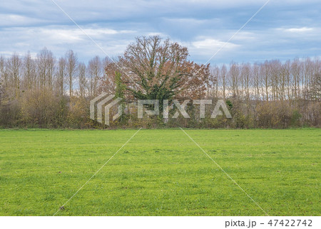 on autumBeautiful big tree in the green field  47422742