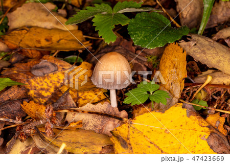 Mushroom Dung Coprinopsis atramentaria Mushroom Dung Coprinopsis atramentaria 47423669