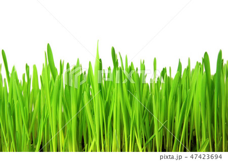 Grass Abstract 47423694