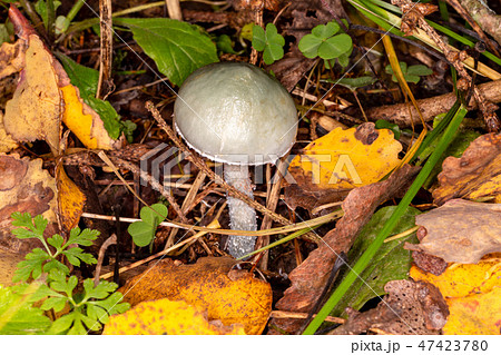 Stropharia bluish-green 47423780