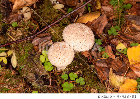 Raincoat spiny, pearl raincoat Raincoat spiny, pearl raincoat 47423781