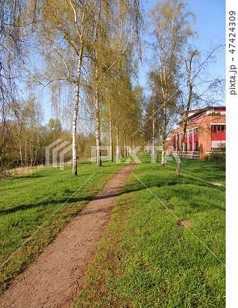 Birch Alley in the spring morning Birch Alley in the spring morning 47424309