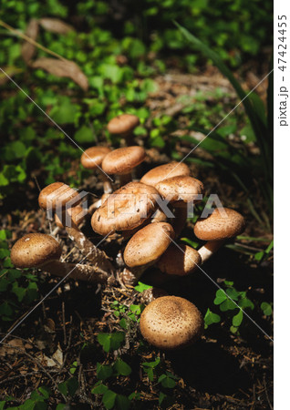 Close-up Edible mushrooms of honey agarics in a coniferous forest. Group of mushrooms in a natural 47424455