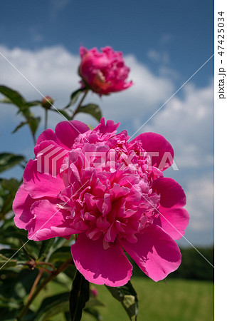 Peony, Paeonia 47425034