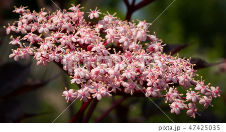 Black elder, Sambucus nigra 47425035