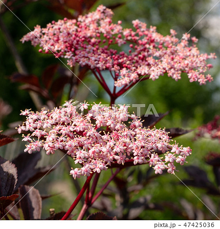 Black elder, Sambucus nigra 47425036