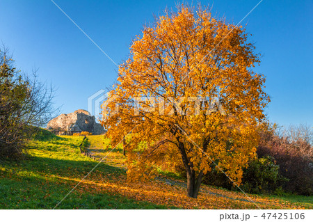 Tree in autumn colors near The Devin Castle. Tree in autumn colors near The Devin Castle. 47425106