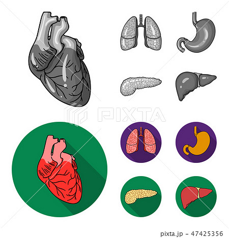 Heart, lungs, stomach, pancreas. Human organs set collection icons in monochrome,flat style vector 47425356