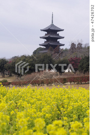 菜花咲く備中国分寺五重塔 47426702