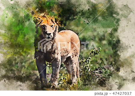 Young male lion or Panthera leo watercolor picture 47427037