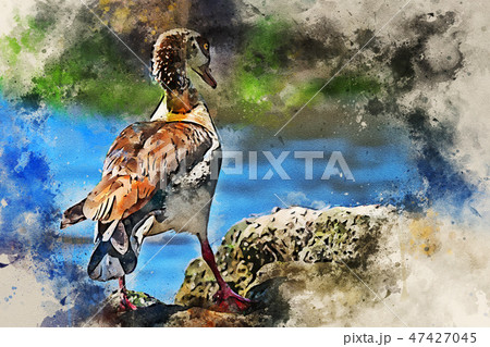 Egyptian goose or Alopochen aegyptiacus in Kenya 47427045