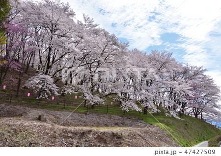 松本　弘法山古墳の桜 47427509