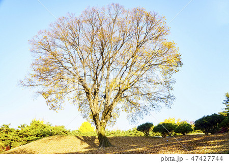 古木 木 秋 47427744
