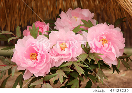 艶やかなピンクの冬ボタン(8) 艶やかなピンクの冬ボタン(8) 47428289