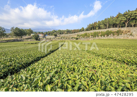 緑茶畑 西帰浦市 済州島 47428295