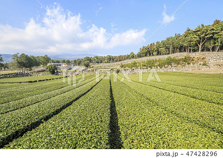 緑茶畑 西帰浦市 済州島 47428296