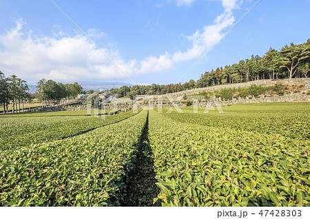 緑茶畑 西帰浦市 済州島 47428303