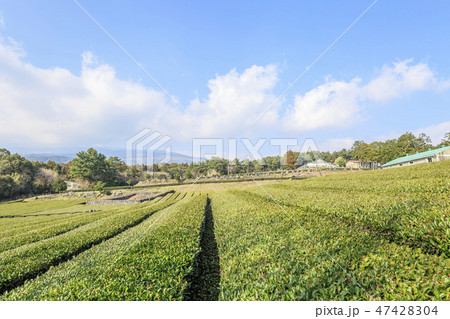 緑茶畑 西帰浦市 済州島 47428304